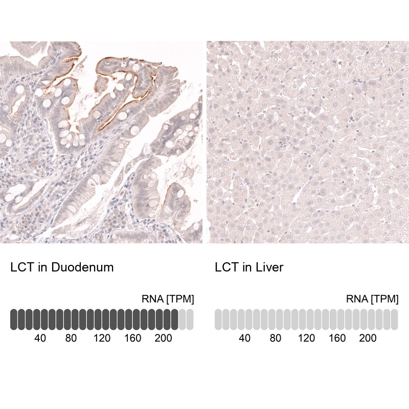 Lactase Antibody (CL14122)