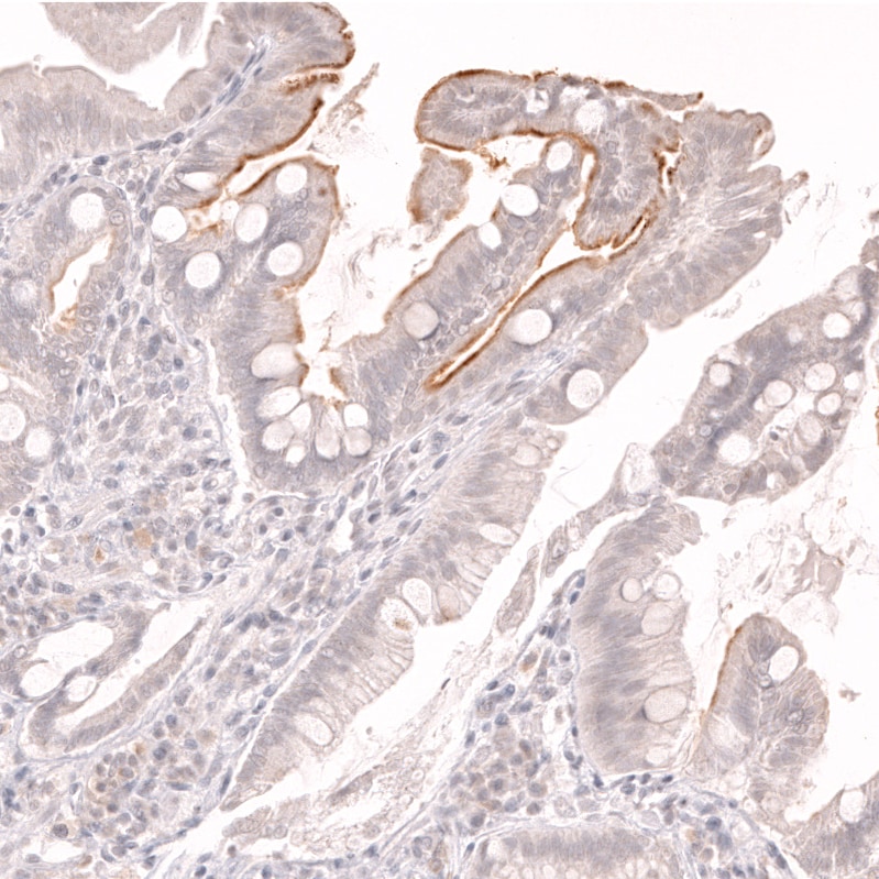 Lactase Antibody (CL14122)