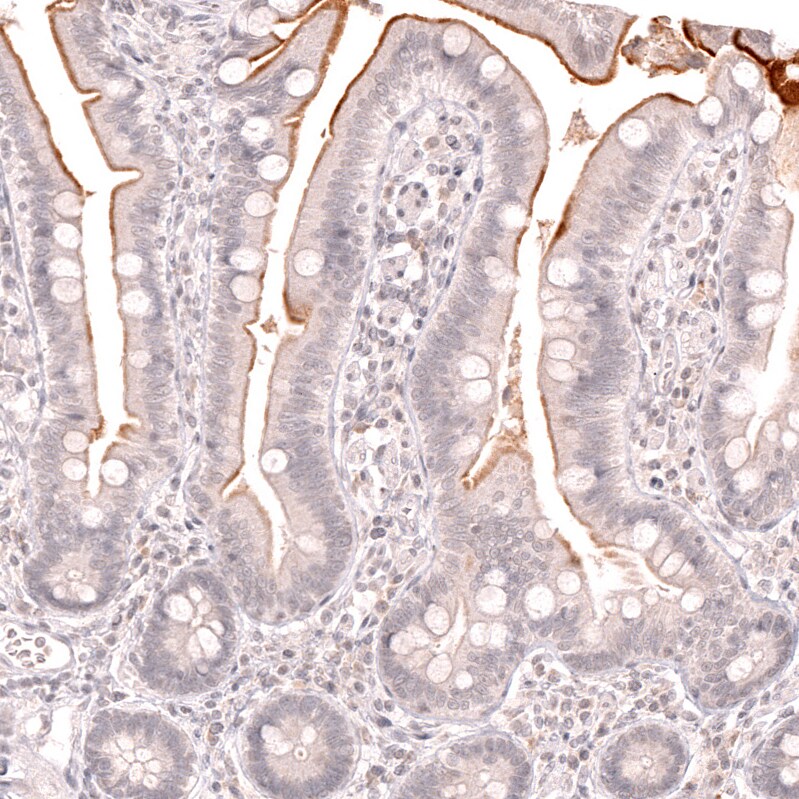 Lactase Antibody (CL14122)