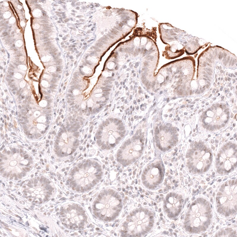 Lactase Antibody (CL14133)
