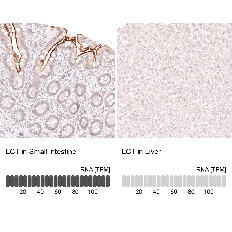 Lactase Antibody (CL14133)