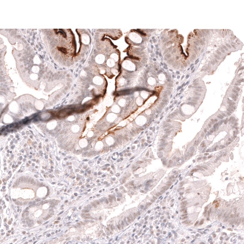 Lactase Antibody (CL14133)