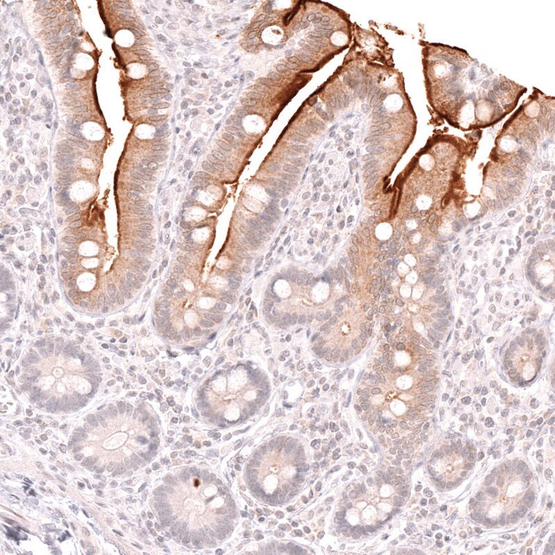 Lactase Antibody (CL14164)