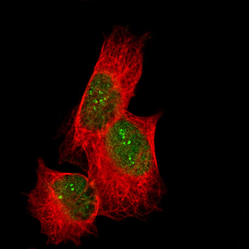 CDC2L6 Antibody (CL14114) - BSA Free Immunocytochemistry/ Immunofluorescence: CDC2L6 Antibody (CL14114) [NBP3-26849]