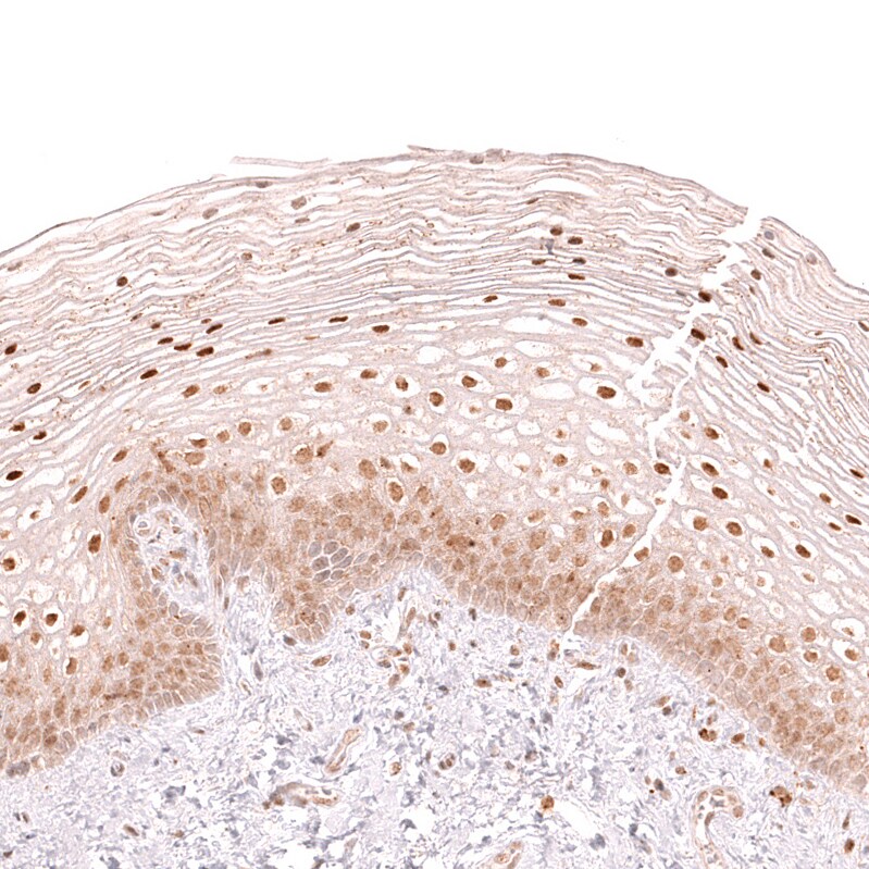 CDC2L6 Antibody (CL14116)