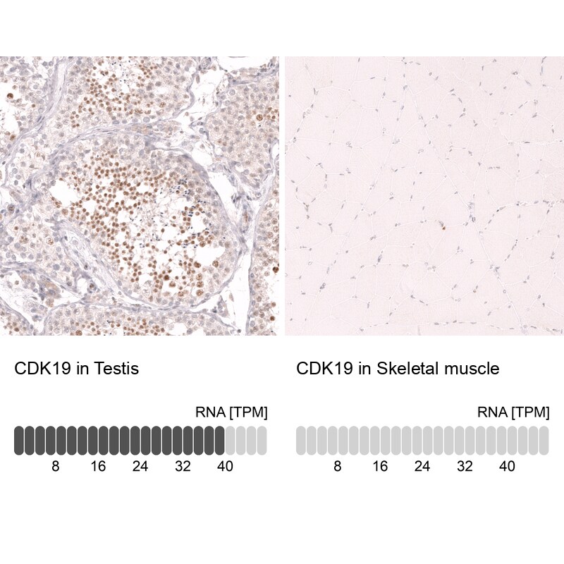 CDC2L6 Antibody (CL14116)
