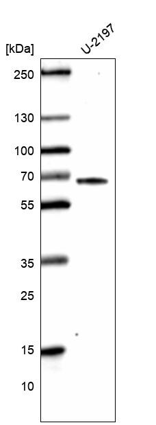 CDC2L6 Antibody (CL14116)