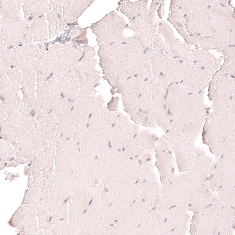 R-Spondin 2 Antibody (CL14321)