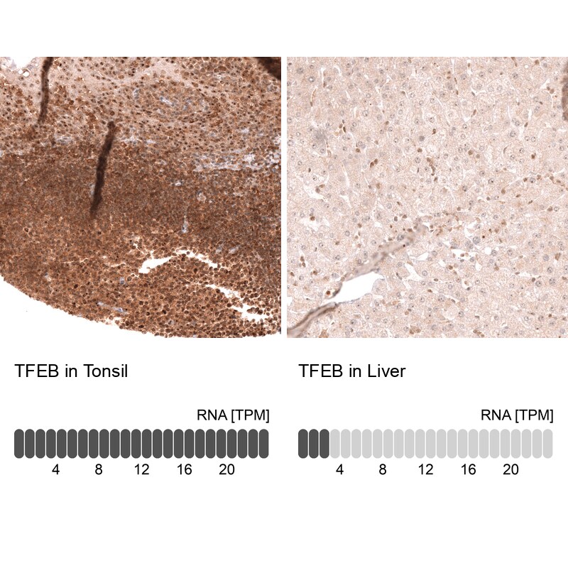 TFEB Antibody (CL14112)