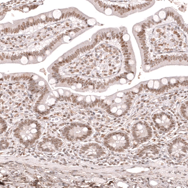 KLF2 Antibody (CL14502)