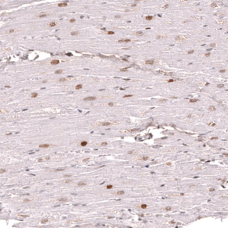 KLF2 Antibody (CL14502)