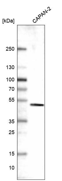 KLF2 Antibody (CL14502)