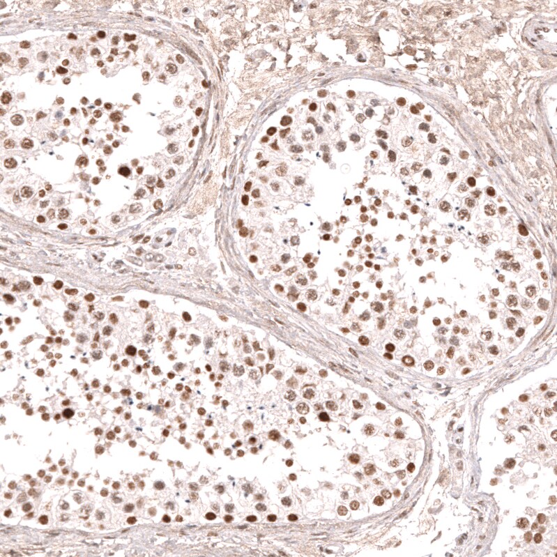 KLF2 Antibody (CL14502)