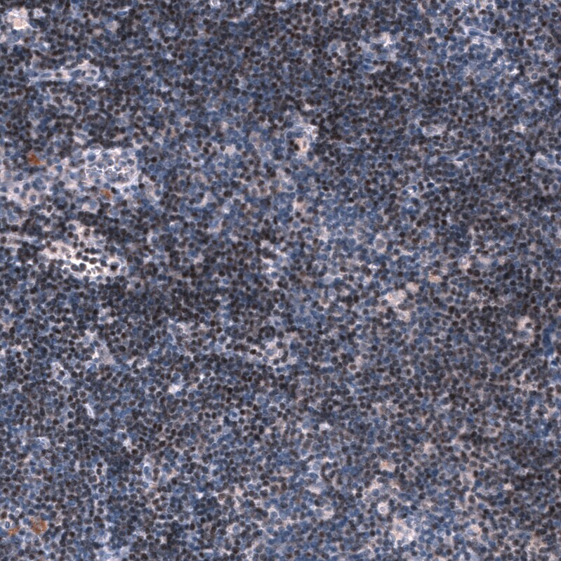 Pax5/BSAP Antibody (CL14550)
