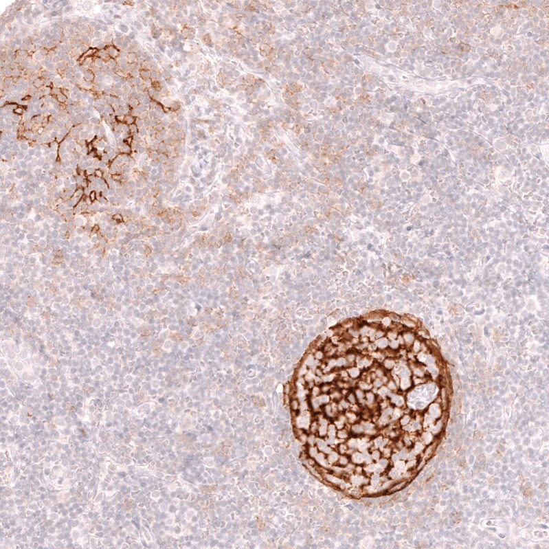 CD21 Antibody (CL14552)