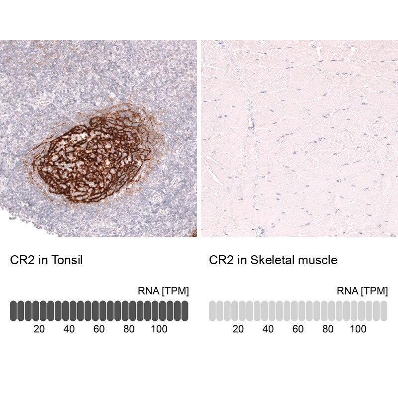 CD21 Antibody (CL14552)