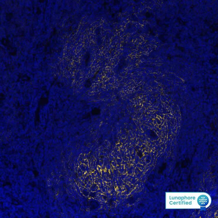 CD21 Antibody (CL14552) - BSA Free CD21 Antibody (CL14552) - BSA Free