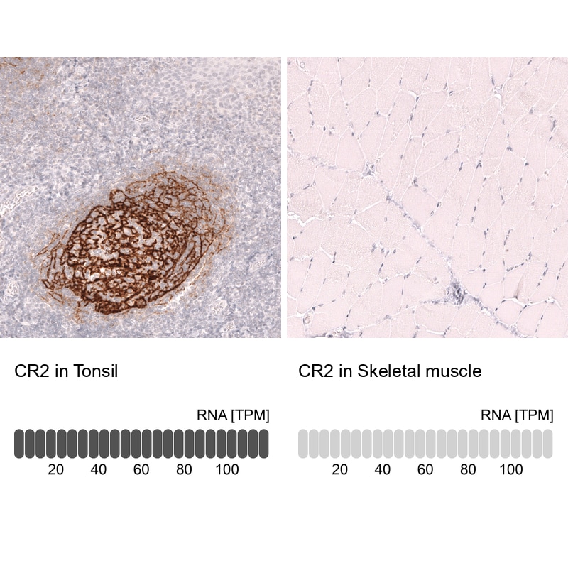 CD21 Antibody (CL14556)