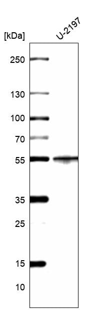 Cytokeratin 14 Antibody (CL14568)