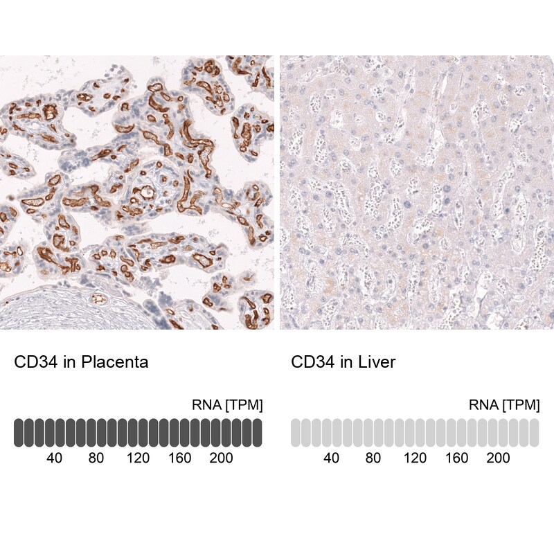 CD34 Antibody (CL14579)