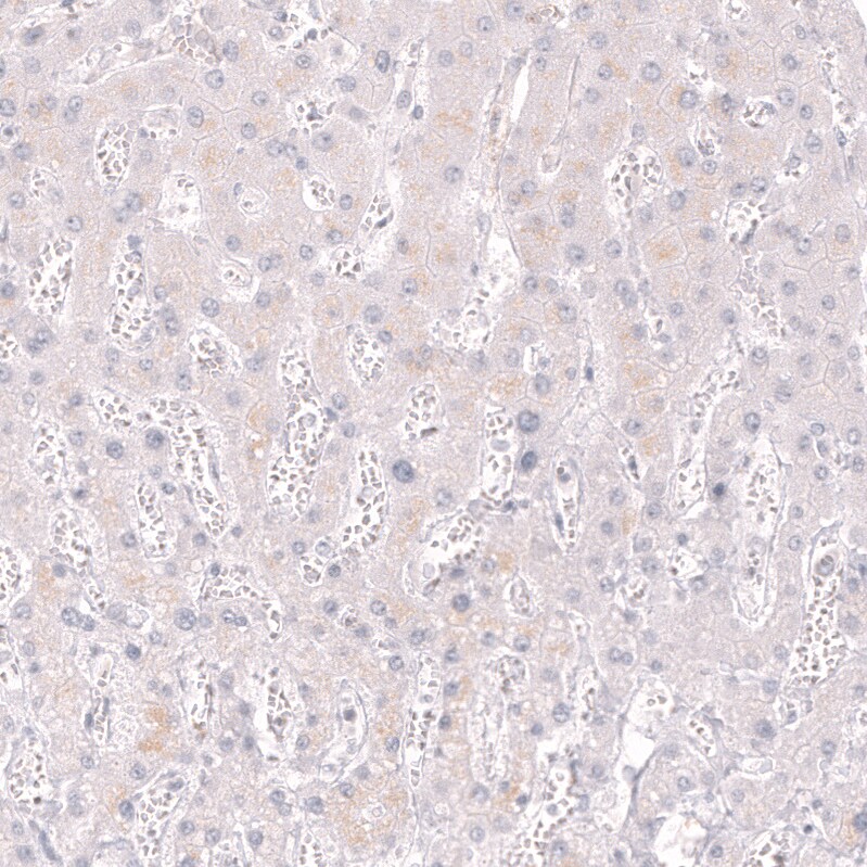 CD34 Antibody (CL14579)