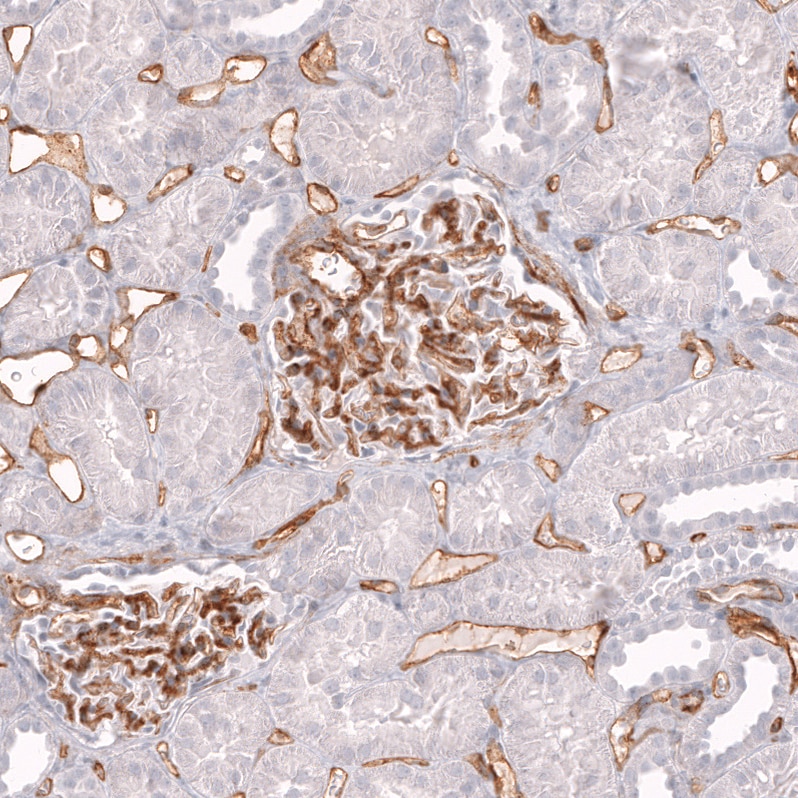 CD34 Antibody (CL14579)