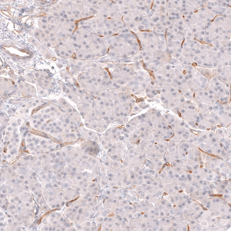 CD34 Antibody (CL14579)