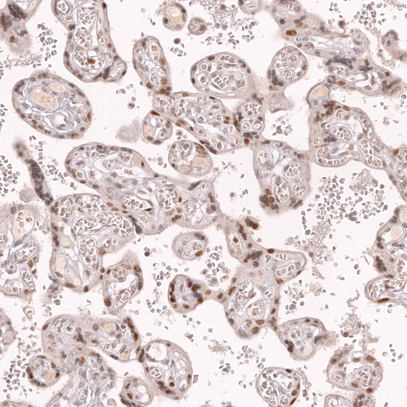 Bcl-6 Antibody (CL14611)