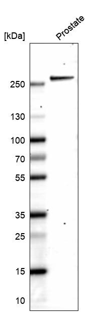 Myosin heavy chain 11 Antibody (CL14619)