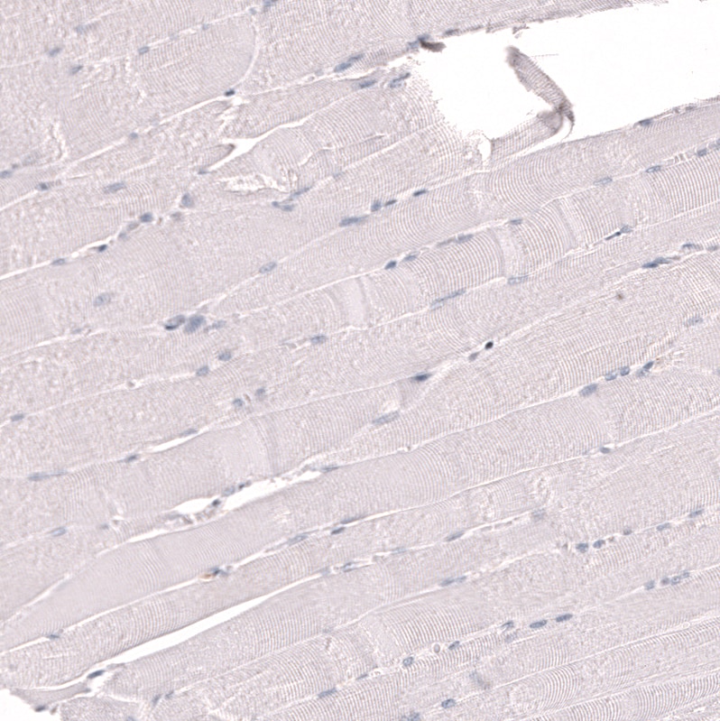 IFI27 Antibody (CL14627)