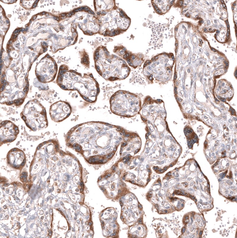 IFI27 Antibody (CL14627)