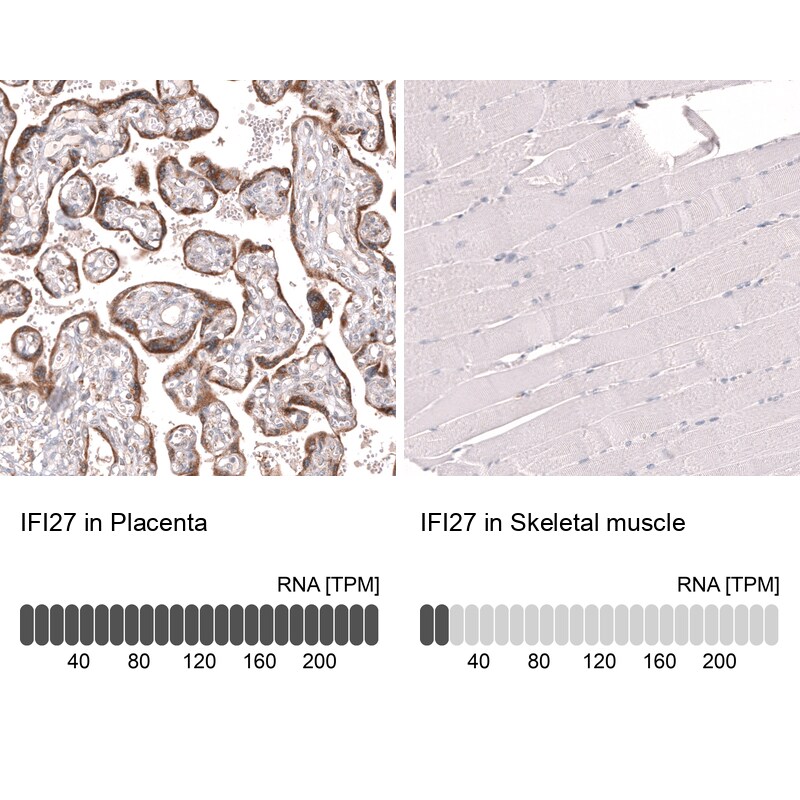 IFI27 Antibody (CL14627)