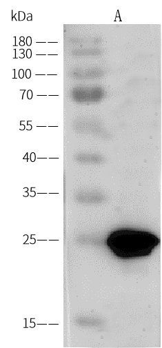 Porcine Circovirus 2 Capsid Antibody - Azide and BSA Free