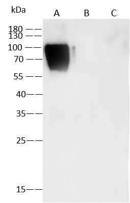 Varicella Zoster Virus Glycoprotein E Antibody (12) - Azide and BSA Free