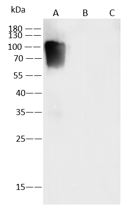 Varicella Zoster Virus Glycoprotein E Antibody (15) - Azide and BSA Free