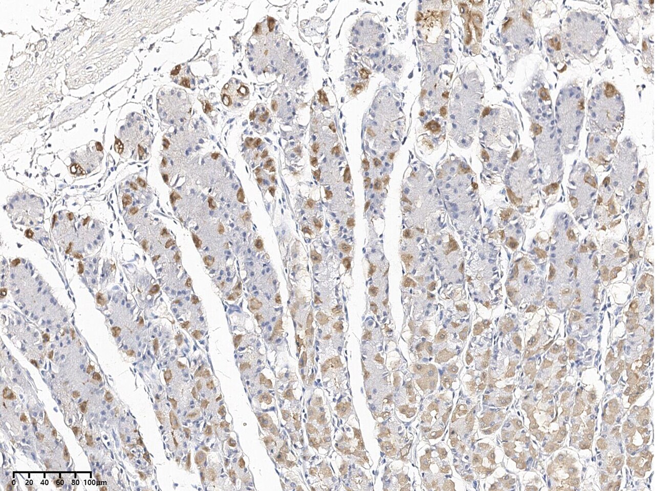 SMDT1 Antibody - Azide and BSA Free