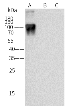 Varicella Zoster Virus Glycoprotein E Antibody (09) - Azide and BSA Free