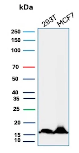 NM23-H2/NME2 Antibody (NME2/4160)