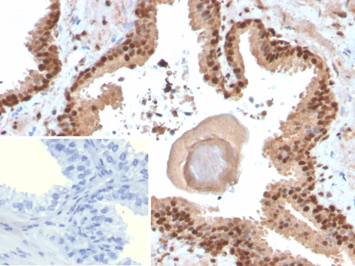 SOX18 Antibody (SOX18/3271)