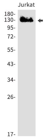 KDM2A/FBXL11 Antibody (SR2410)