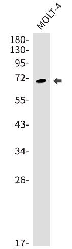 SODD/BAG4 Antibody (SR2489)