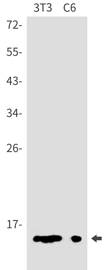 DYNLT1 Antibody (SR2546)