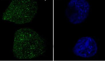 Rho A/B/C Antibody (SR1355)