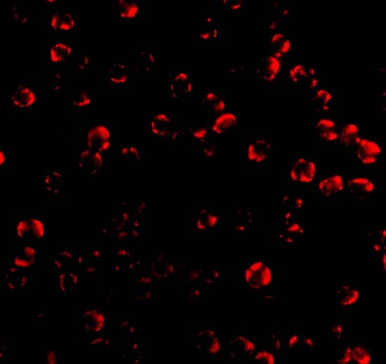 Caspase-6 Antibody