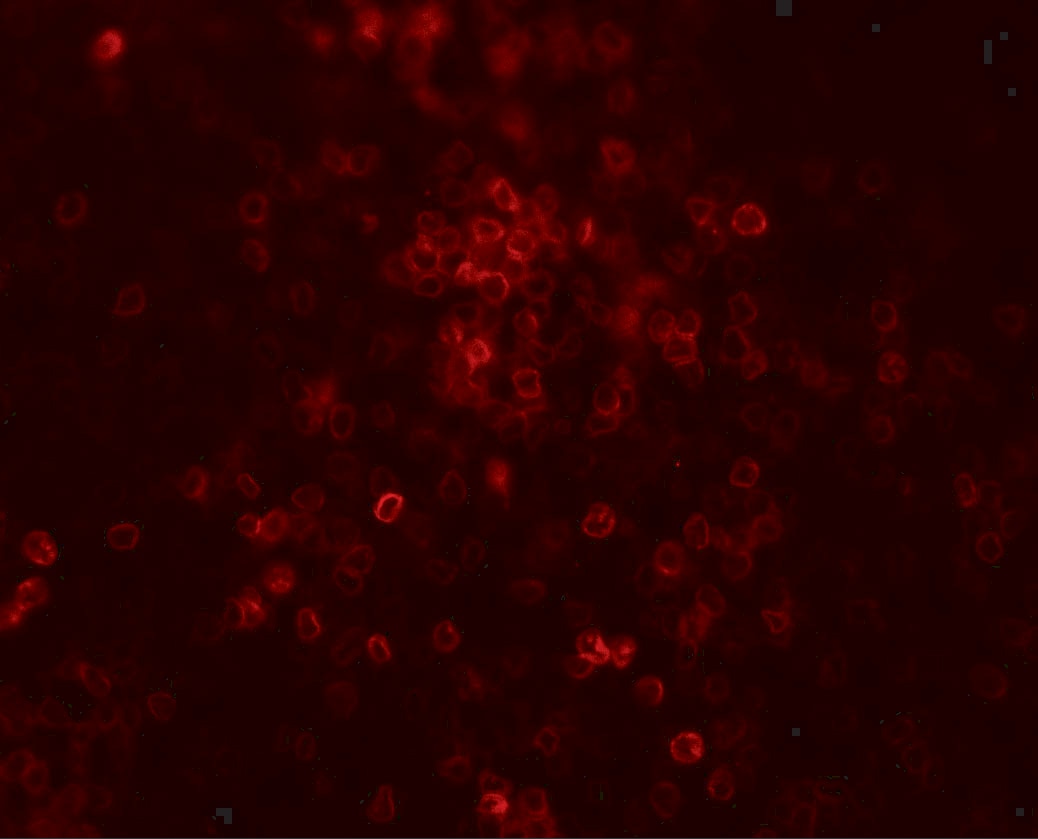 TLX3 Antibody