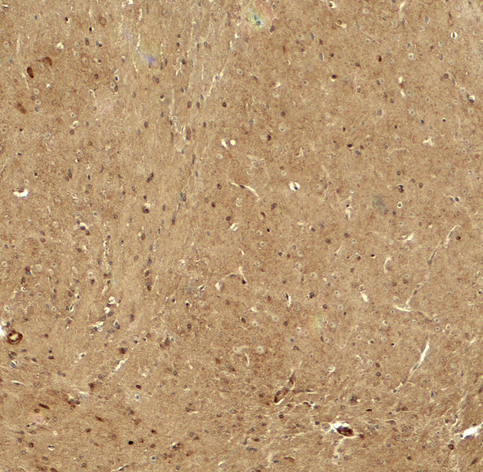 Rhot1 Antibody