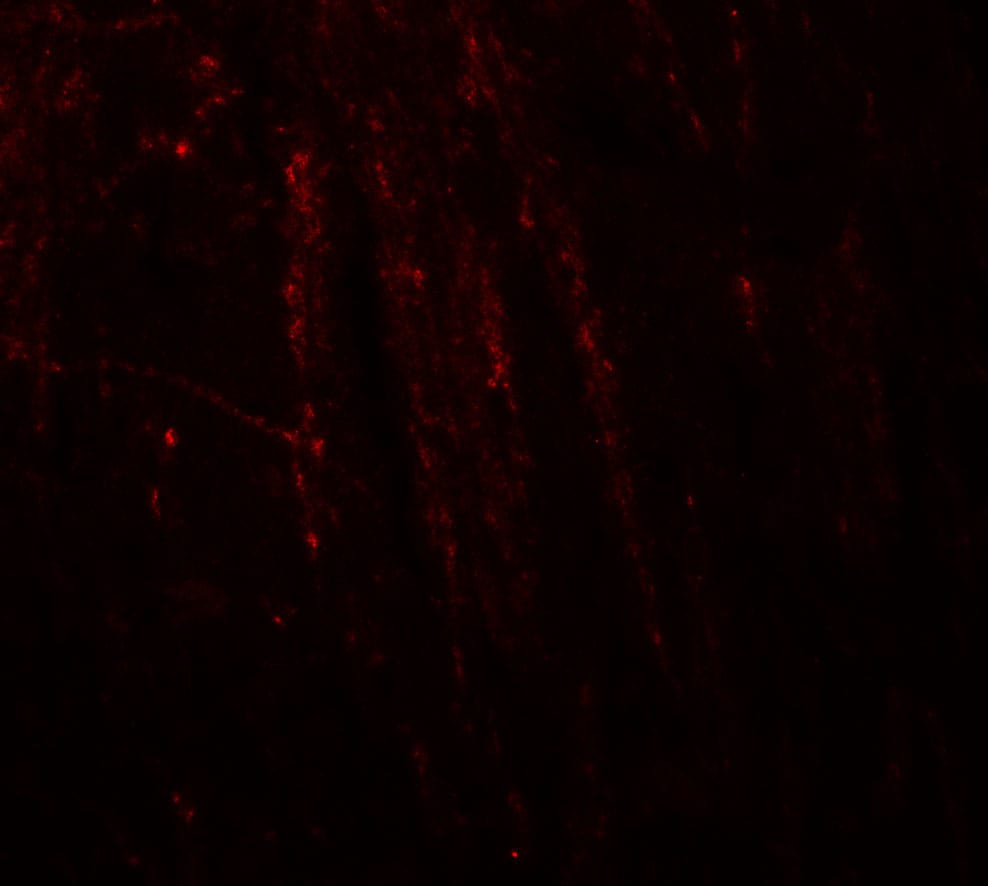Rhot1 Antibody