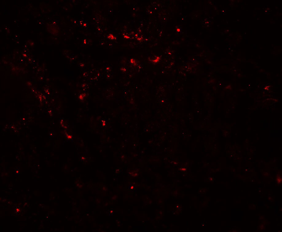 EPLIN Antibody