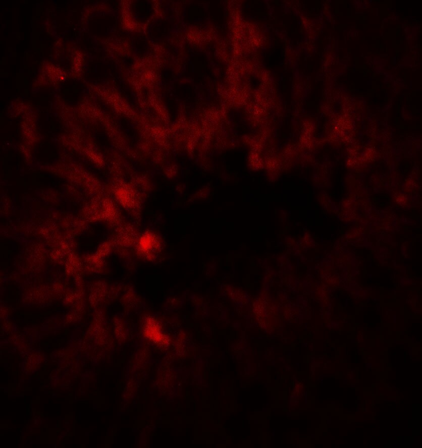 SOX4 Antibody