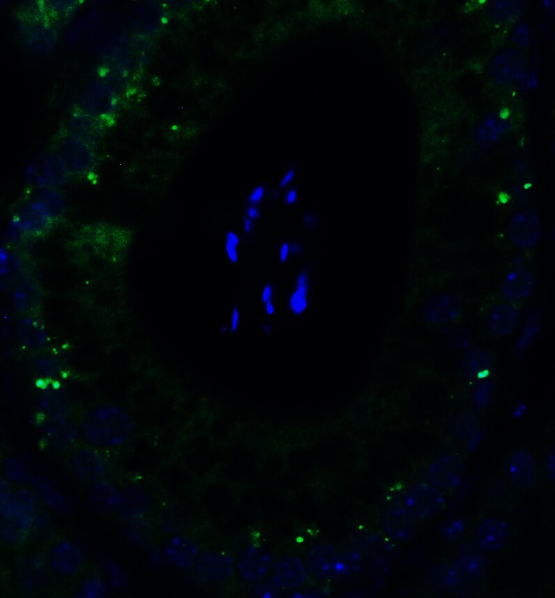 PGAM5 Antibody